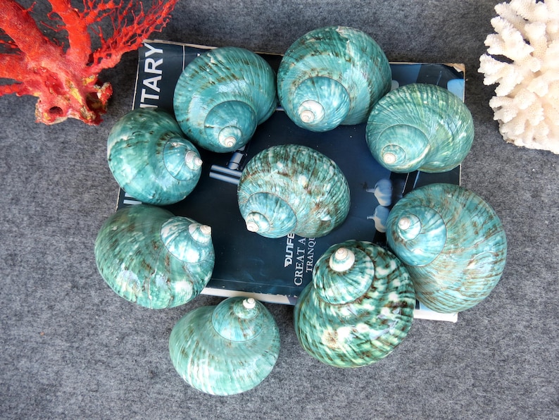 May include: A collection of nine polished, teal-colored seashells with spiral patterns. The shells are arranged on a dark blue surface, with a piece of red coral and white coral in the background. The shells vary in size and have a glossy finish.