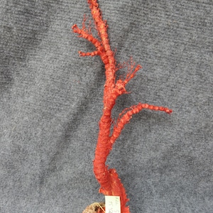 Red coral decor 15,5x5m5x2,5 Inches | Natural Coral | Real Coral | Coral Decor | Aquarium Coral | Aquarium decor | Sea Coral | Home Decor