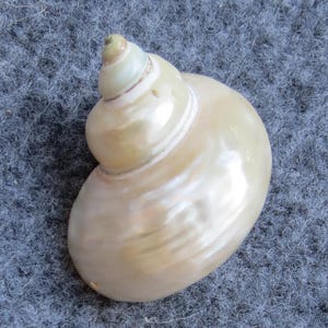 Polished Conch Shell , Hermit crab shell, Pearl Polished Turbo Shell, Aquarium Decoration, Home Decoration  (5 pcs, 2.3 inches)