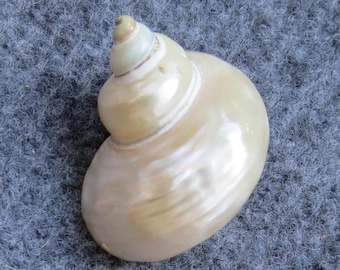 Polished Conch Shell , Hermit crab shell, Pearl Polished Turbo Shell, Aquarium Decoration, Home Decoration  (5 pcs, 2.3 inches)