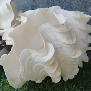 Pair of Tridacna Clam Shells Natural Large Seashell, Beautiful Vintage Conch Shell For Decoration, Party, Wedding, Unique Gifts