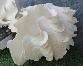 巨大なシャコガイの貝殻：天然の海の装飾、工芸品の飾り（18～20 cm