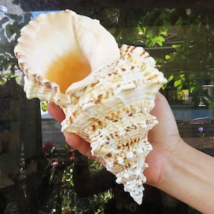 Large Natural Sea Shell, Tutufa bubo Seashell, Lovely Big Sea Shell For Decoration, Party, Gift