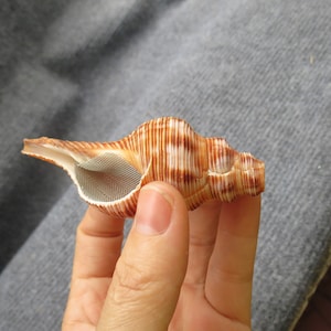 Snail-shell pipe, red-brown snail-shell pipe