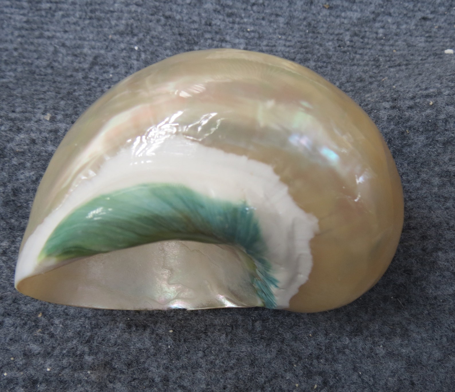 Large Conch Shell, Beautiful Large Shells, Home Decoration Snail Shells ...