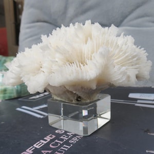 Real White Coral Decor, Coral With Crystal Base, Beautiful Natural Coral, Decorative Aquarium Coral, Natural Marine Coral, Home Decoration