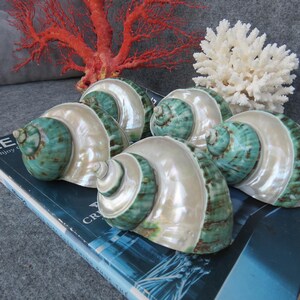 May include: Six pearlescent seashells with teal and cream coloring are arranged on a book. A red coral and white coral are in the background. The shells have a spiral design and a glossy finish.