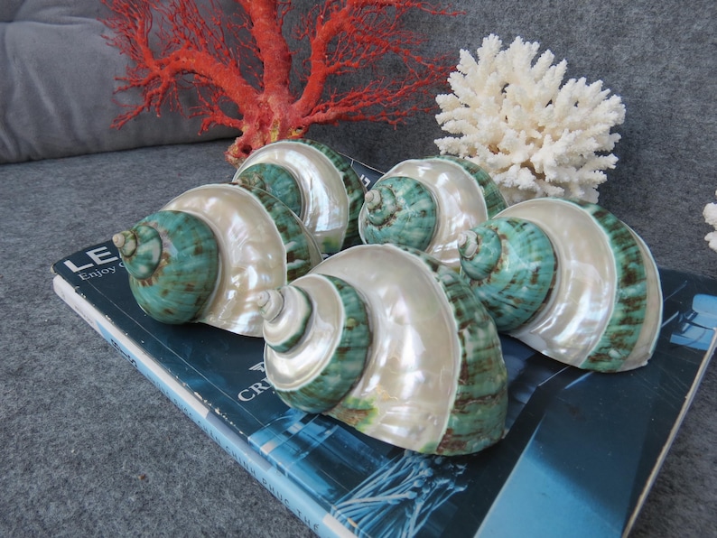 May include: Six pearlescent seashells with teal and cream coloring are arranged on a book. A red coral and white coral are in the background. The shells have a spiral design and a glossy finish.