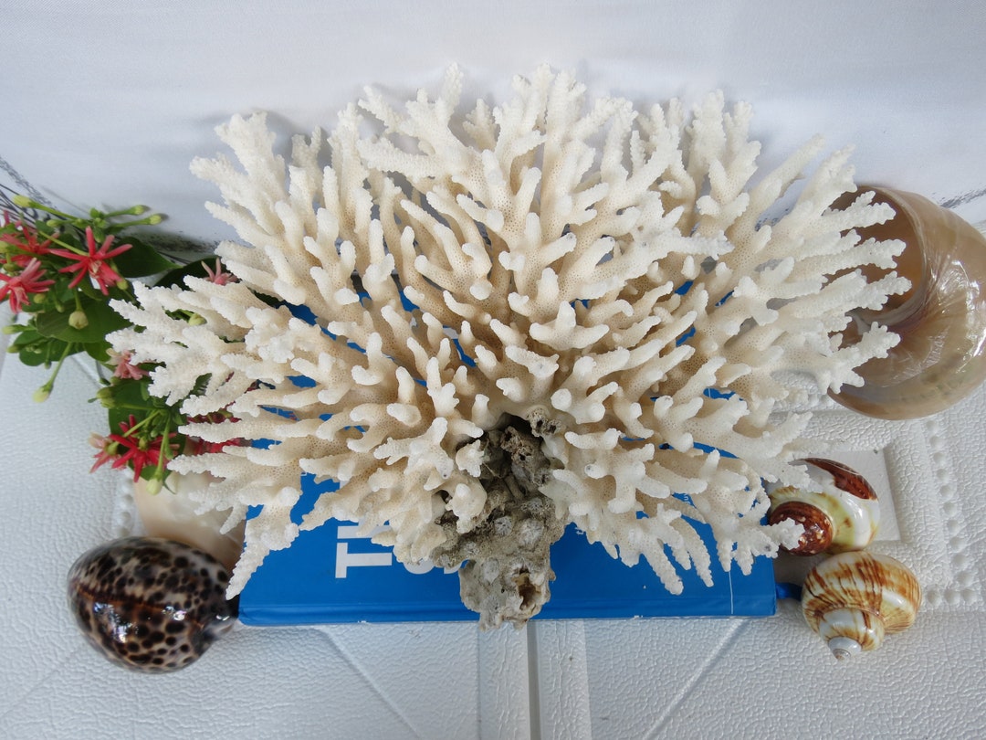 White Coral Tree Natural Coral Real Coral Coral Decor Etsy