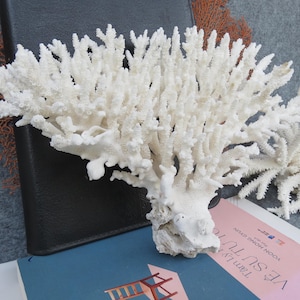 White Coral Is Very Beautiful, Natural Coral, Beautiful Color, Real Coral Very Special, Decorative Corals For Aquariums, Precious Houses