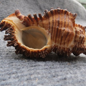 May include: A brown seashell with a textured, spiky exterior. The shell is open, revealing a metal mesh inside.