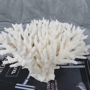 White Coral Tree, Large Natural Sea Coral Size 22cm, Coral Decorate Fish Tank, Coral Decorate Desk, Furnishing Ornaments Home Decoration