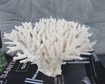 天然テーブルサンゴ 大きい 飾り 天然テーブルサンゴ 大きい 飾り