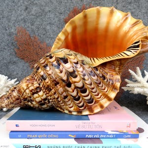 Grote trompet Triton-zeeschelp, natuurlijke Charonia Triton-inrichting mariene decoratie, mooie grote schelpdecoratie, schelpencollectie