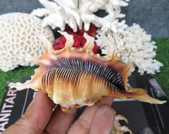 Dinosaur shell, Beautiful Spider Shell, Chiragra Spider Shell,  Lovely Big Spider Sea Shell For Aquarium Decoration, Home Decoration