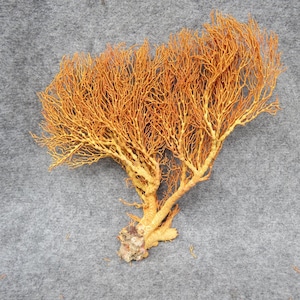 Coral amarelo verdadeiro, belo coral amarelo natural, coral marinho, aquário, coral decorativo para aquário, coral marinho natural, coral branco