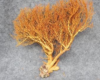 Yellow Real coral, beautiful natural Yellow coral, marine coral, aquarium, decorative aquarium coral, natural marine coral, white coral