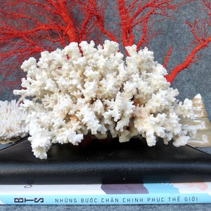 May include: A large, white coral formation with intricate details, resting on a black surface. A vibrant red coral branch is in the background. A book with Vietnamese text is visible below the black surface.