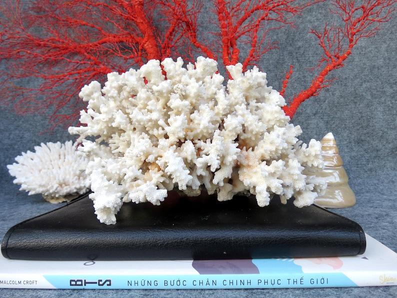 May include: A large, white coral formation with intricate details, resting on a black surface. A vibrant red coral branch is in the background. A book with Vietnamese text is visible below the black surface.
