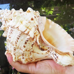 29-30 cm (11.4 in ~ 11.8 in) Tutufa bubo Seashell, Large Natural Sea Shell, Lovely Big Sea Shell For Decoration, Home Decor , Aquarium Tank