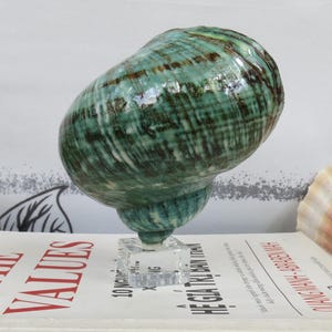 Może przedstawiać: Duża, zielono-brązowa muszla z błyszczącym wykończeniem jest prezentowana na przezroczystym stojaku akrylowym. Muszla ma unikalny, wirujący wzór i jest pięknym przykładem naturalnego piękna.