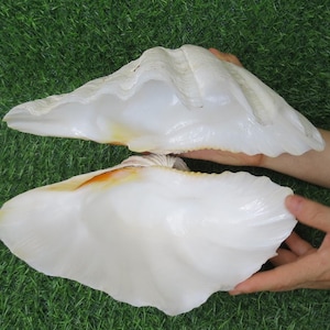 Pair of clam shells 22-24cm Giant Clam Tridacna, pearl-turned seashells, large seashells for interior decoration, coastal style, seashell