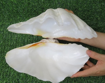 20～22cmのオオシャコガイ（Tridacna）の貝殻2個セット、真珠貝、室内