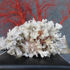May include: A display of natural coral and sea elements. The image features a large, white coral formation with intricate details, complemented by a vibrant red coral branch in the background. A small, pearlescent object is also present.