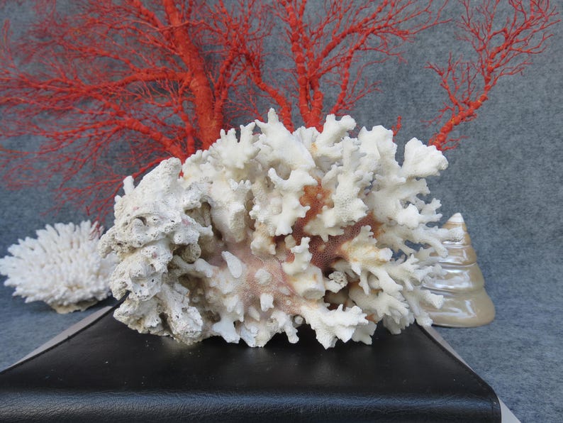 May include: A display of natural coral and sea elements. The image features a large, white coral formation with intricate details, complemented by a vibrant red coral branch in the background. A small, pearlescent object is also present.