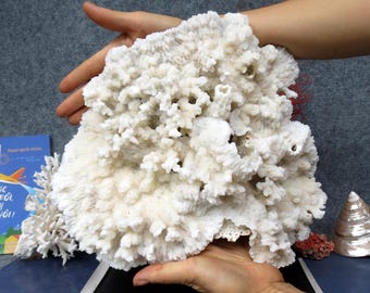 Natural White Snow Coral Is Very Beautiful, 11.8" Large Sea Coral, Real Coral Very Special, Decorative Corals For Aquariums, Precious Houses