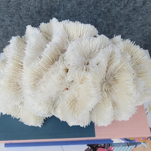 Brain Coral Is Very Beautiful, Large Natural Coral,Real Coral Very Special, Decorative Corals For Aquariums, Precious Houses