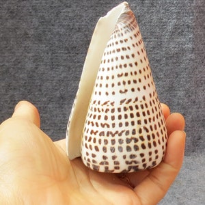 Conus Litteratus Sea Shell 8-10cm hight, Large Mortar Shell, Cylindrical Snail Shell, Decorative Snail Shell, Beautiful Snail Shell