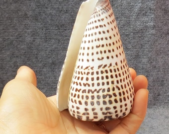 Conus Litteratus Sea Shell 8-10cm hight, Large Mortar Shell, Cylindrical Snail Shell, Decorative Snail Shell, Beautiful Snail Shell