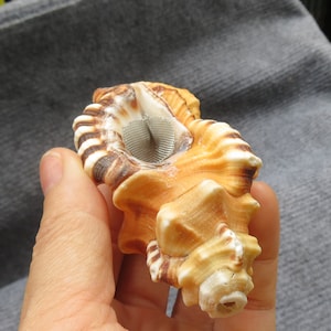Shell Pipe Beautiful Hand Pipe | Natural Yellow Shell Cute Pipe | Beautiful Gift Ideas