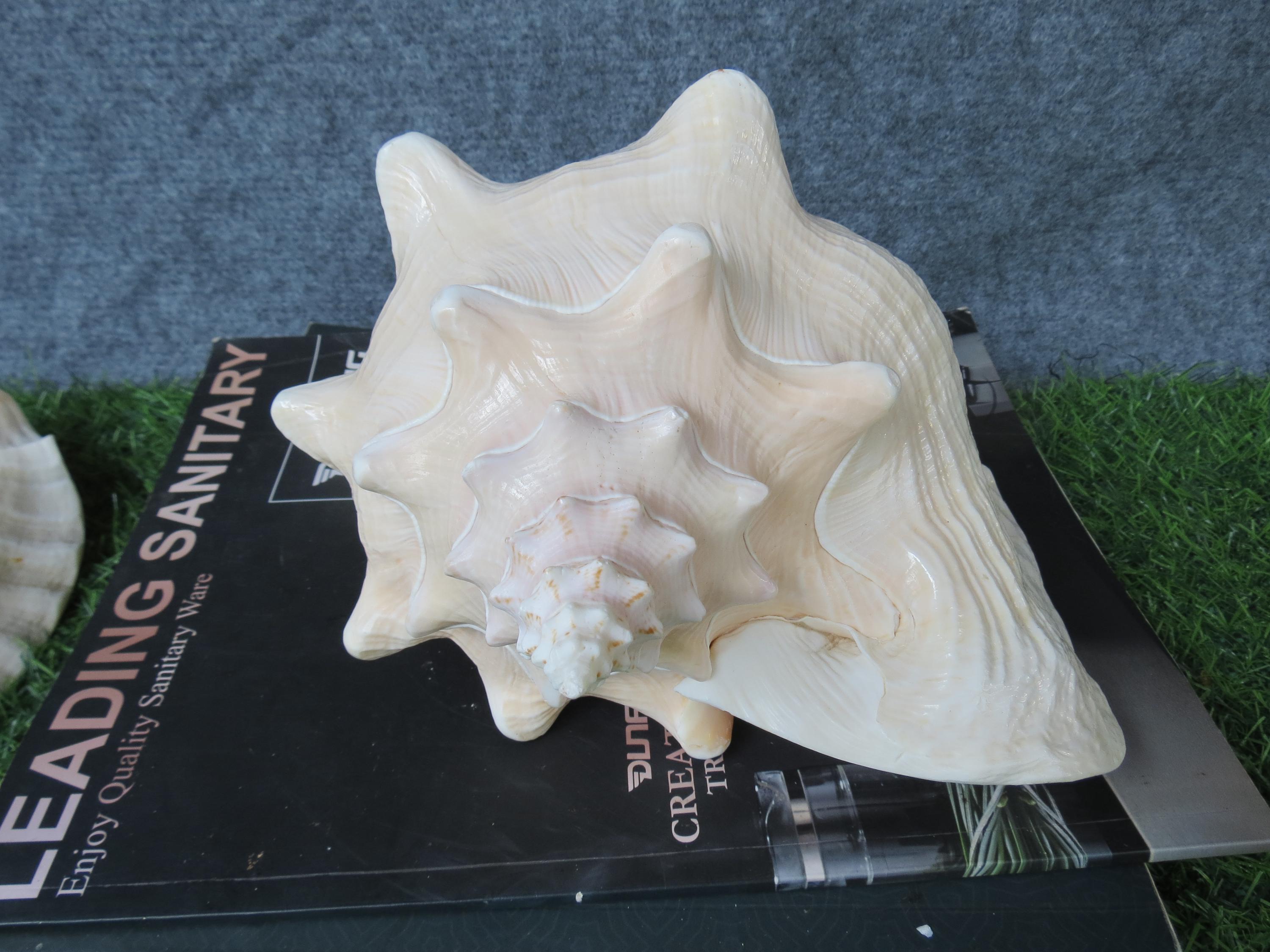 Huge Ocean Shell, Large Strombus Gigas Huge Beautifful Shell, Big Shell ...