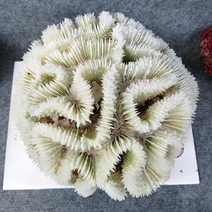 Brain Coral Is Very Beautiful, Large Natural Coral 8.7 inches, Real Coral Very Special, Decorative Corals For Aquariums, Precious Houses