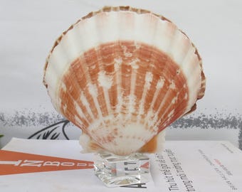 A Pair Of Decorative Seashells Mounted On A Luxurious Crystal Base With Unique Style, Decorative Large Clam Shells, Clam, Home Decoration