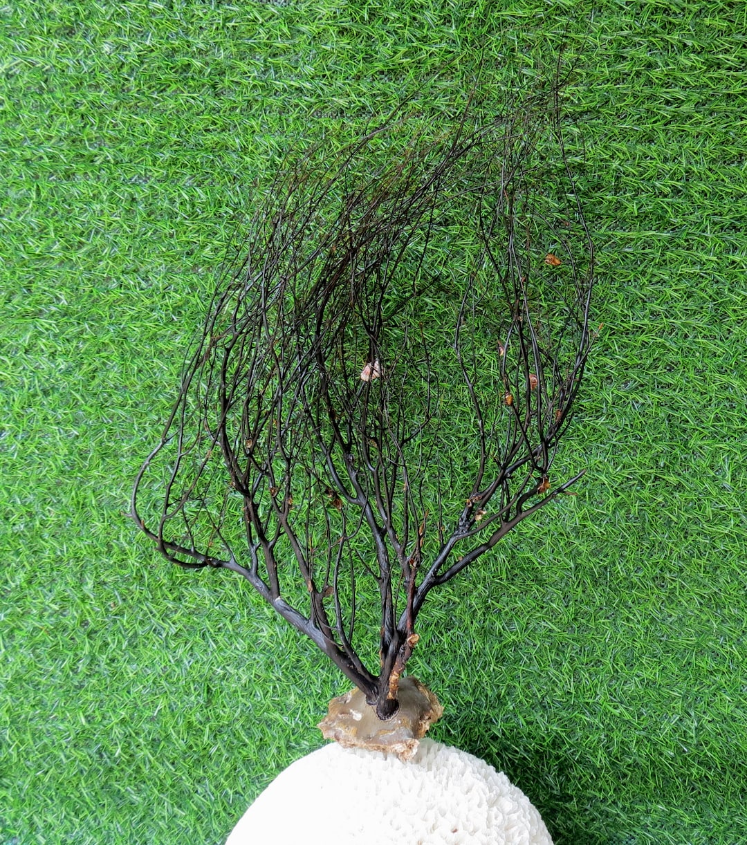 家の装飾用の天然黒珊瑚 - Etsy 日本