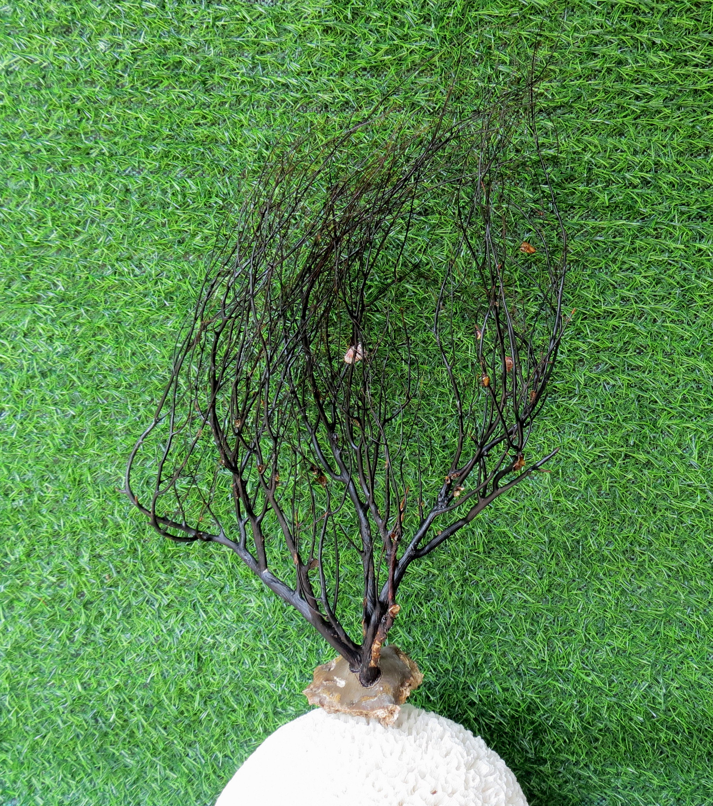 家の装飾用の天然黒珊瑚 - Etsy 日本