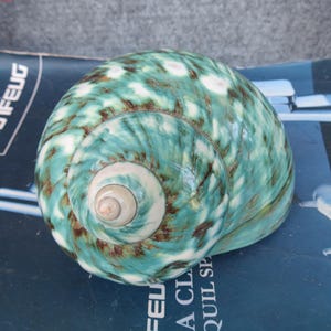 May include: A large, rounded seashell with a swirling pattern of teal, white, and brown. The shell's surface has a glossy sheen, and the spiral center is a lighter shade of beige. The shell is a natural decorative item.