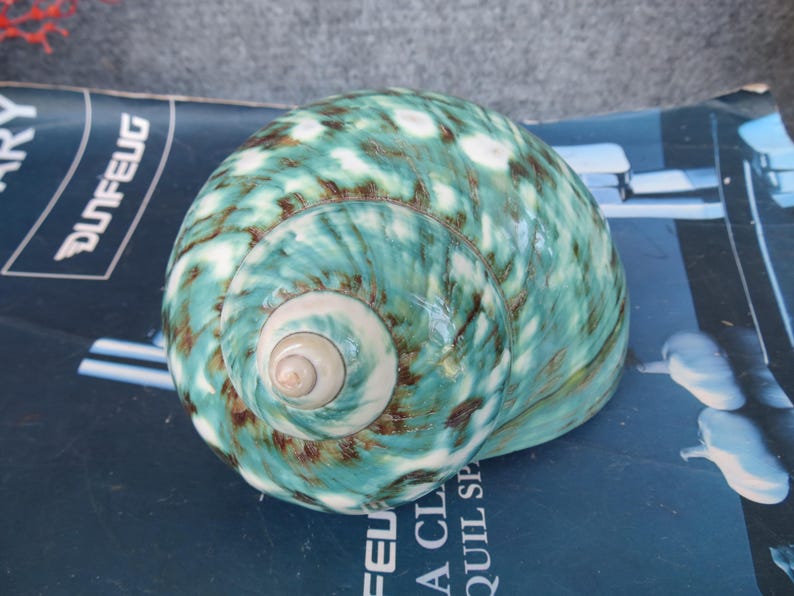 May include: A large, rounded seashell with a swirling pattern of teal, white, and brown. The shell's surface has a glossy sheen, and the spiral center is a lighter shade of beige. The shell is a natural decorative item.