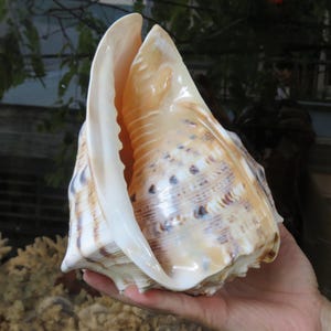 Helmmuschel, Kauri Muschel, Große Muschel Cassis Cornuta, reizende große Muschel Für Dekoration, Party, Geschenk, Aquarium