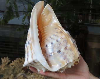 Sea Shell, Helmet Shell, Cowrie Shell, Big Shell Cassis Cornuta, Lovely Big Sea Shell For Home Decoration, Party, Gift, Aquarium