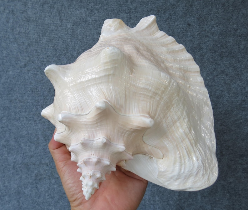 Huge Ocean Shell, Large Strombus Gigas Huge Beautifful Shell, Big Shell ...