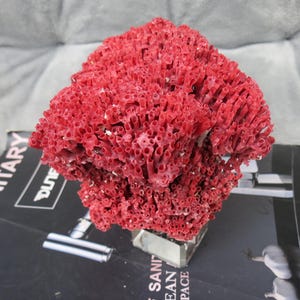 Red coral | Natural red Coral | Real red Coral | red Coral Decor | Aquarium Coral | Aquarium Decor | Sea Coral | Home Decor | Living Decor |