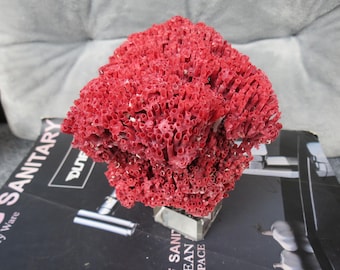 Red coral | Natural red Coral | Real red Coral | red Coral Decor | Aquarium Coral | Aquarium Decor | Sea Coral | Home Decor | Living Decor |