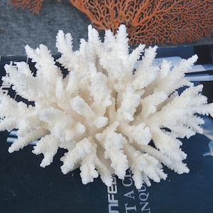 Echt wit koraal is heel mooi, 100% natuurlijke kleur, heel bijzonder, decoratieve koralen voor aquaria, kostbare huizen, oceaancollectie