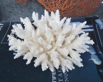 Real White Coral Is Very Beautiful, 100% Natural Color, Very Special, Decorative Corals For Aquariums, Precious Houses, Ocean Collection