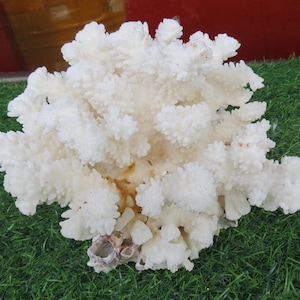 Natural White Sea Coral, Large Real Coral, Coral Decorate Fish Tank, Coral Decorate Desk, Home Decoration,  Coastal living