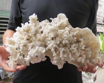 大きな天然サンゴ 約25cm 楽天市場】珊瑚 インテリアの通販 大きな天然サンゴ 約25cm